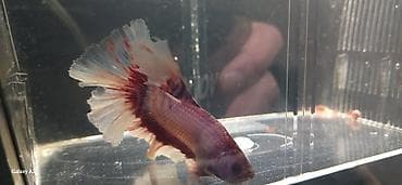 akvarium baliqlari haqqinda melumat: Betta (Petuşok balığı), Sülhsevər, Ünvandan götürmə — 6