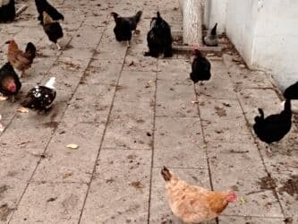 yerli inekler: Başlıq:Ev quşları Təsvir: Həyət quşları satılır: - Ördeyin xoruzu – — 6