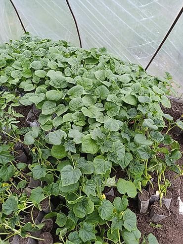 vanna satilir: Masallı. Salam Aləykum. Satışda mövcud olan dibçəklər: Pomidor (Zirə — 3