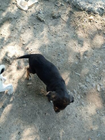 мейн кун купить в баку: Dişi, Ünvandan götürmə — 5