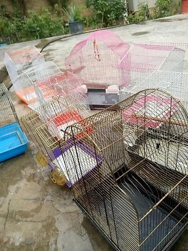 Heyvanlar üçün mallar: Taxta dirəkləri olan, ağ rəngli metal quş qəfəsi. Qəfəsin altında quş — 4