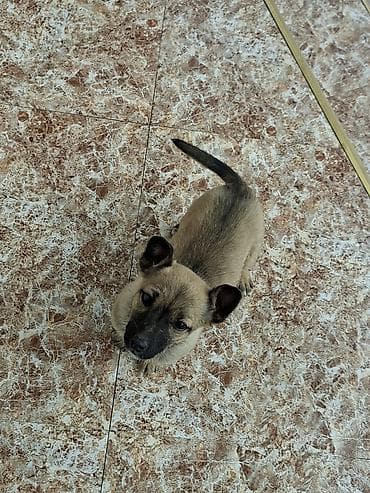 it balasi satisi: Təmiz zvanok ailəsi satılır. Super saglam itlərdi. Bala 60 günlükdü — 1