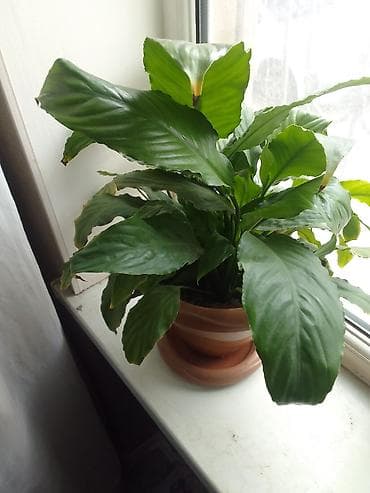 pul ağacı: Satılır: Ev üçün iki dekorativ otaq bitkisi 1) Pul ağacı (Crassula — 5