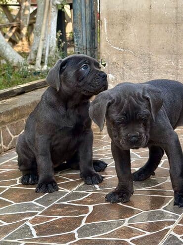 Kane-Korso, 2 ay, Peyvəndli, Ünvandan götürmə
