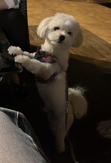 мальтийская болонка баку: Мальтийская болонка, 2 года, Самец, Для вязки, Бесплатная доставка — 4