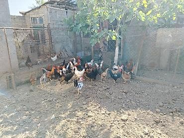kend toyuqlari satisi: Məhsul: 20 dene xoruz Təsvir: - Açıq həyətyanı sahədə saxlanılan — 1