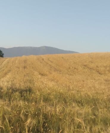 продажа недвижимости в баку: Kənd təsərrüfatı, Mülkiyyətçi, Kupça (Çıxarış) — 3