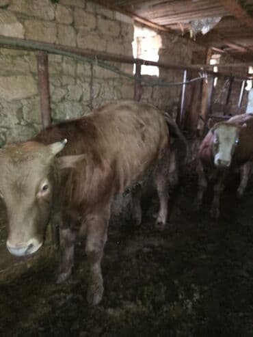 10 baş əl danasi — 4