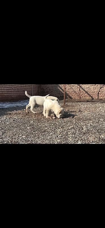 Quşlar: Satışda: ağ rəngli iri cüssəli balalar (2 ədəd) Xüsusiyyətlər: - — 3