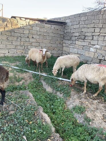 Keçi, çəpiş: Boğaz qoyunlar 5 dənə — 1