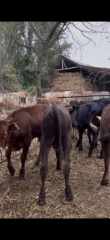 cins piwikler: 🐂 3–5 AYLIQ ERKƏK DANALAR SATILIR! 📌 28 baş erkək dana mövcuddur. 📌 — 4