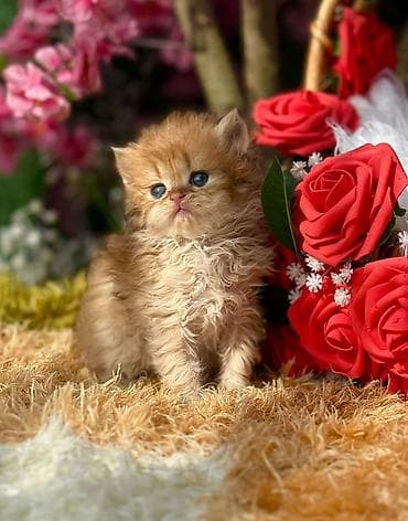 qoyun heyvan: Qızıl şinşilla — 3