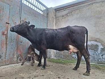 Собаки: 20 litir süd verir 2 qarına düyədi 10 gündü doğub balası dişdi — 5