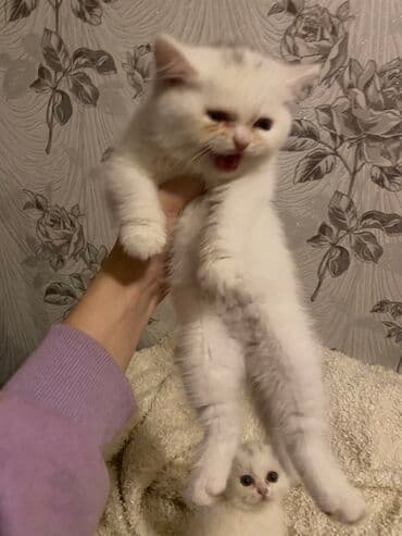 məhşur pişik adları: Britan — 3