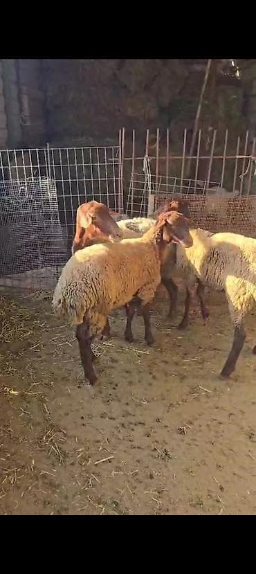 at satiram: Ekiz balali qoyun satılır istəyən olsa yazsın videosunu atım baxın — 2