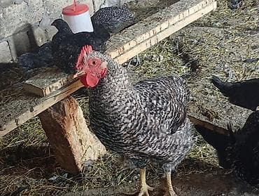 toyuq cinsleri: Məhsul: Yerli qarışıq cins toyuq və xoruzlar4 aylikdirlar Təsvir: - — 7