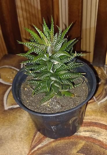 Haworthia fasciata (zebra sukulent) – qara plastik dibçəkdə -