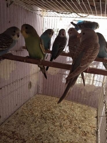 əbabil quşu: Baladilar rengbereng 20 denedi Unvan Bileceri — 2