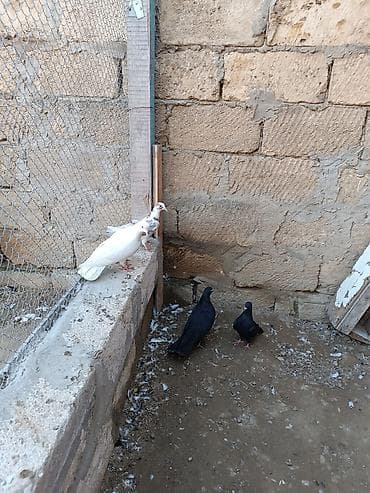 labrador retriever satilir: Hazır cüt quşlar hamısı bir yerdə satılır. Ünvan iyirmi yanvar metrosu — 6