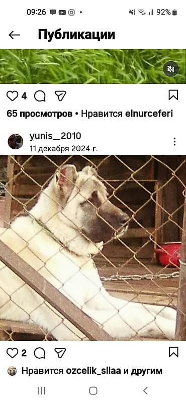 Gəmiricilər: Kanqal, Erkek — 10