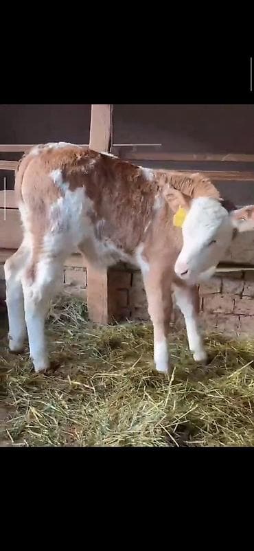 Digər heyvanlar: Simental cinsli buzovlar - Cins: Simental (süd-ət istiqamətli) - — 5