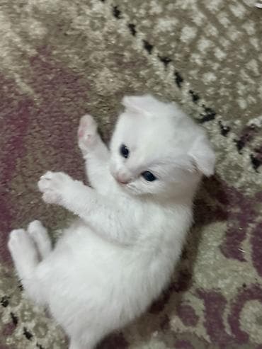 pişik cutlesdirmek: Şotland yastı qulaq, Yaxşı əllərə — 6