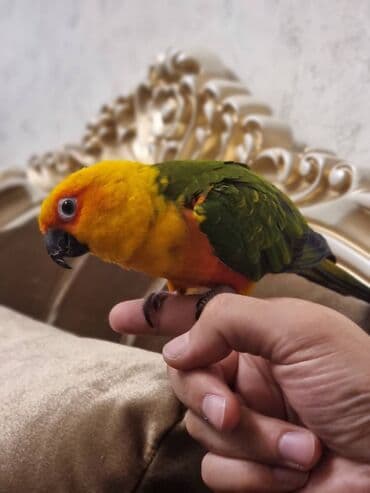 попугай ара цена: ARATINKA papuqayı Temiz əl quşudu dislemir musigini oynamagi cox sevir — 3