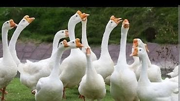 quşları: Ağ qanadlı qazlar və qaz balaları - Cins: yerli ağ qaz (uzunboyun — 1