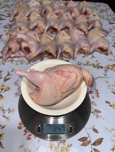 Məhsul: Təmizlənmiş və qablaşdırılmış bıldırcın Təsvir: - Tam lalafo.az -da Məhsul: Təmizlənmiş və qablaşdırılmış bıldırcın Təsvir: - Tam