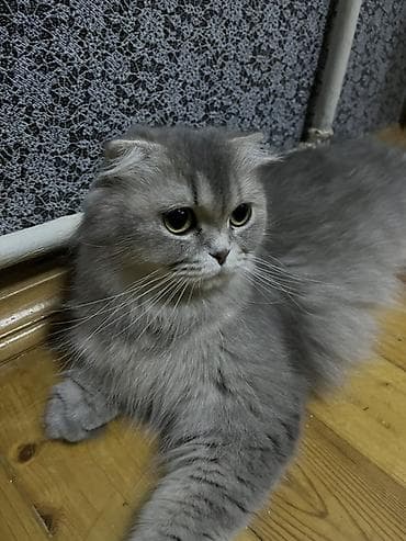 Şotland uzun tüklü, Dişi — 3