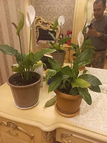 Spathiphyllum (Sülh zanbağı) ev bitkisi - Növlər: Spathiphyllum (ağ