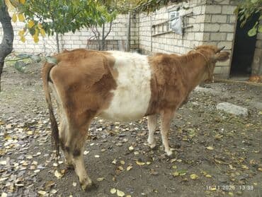 bmw 1 серия 118d at: Dişi, il: 2, Südlük, Ünvandan götürmə — 3