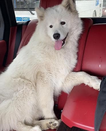tap.az it satisi: Samoyed — 4
