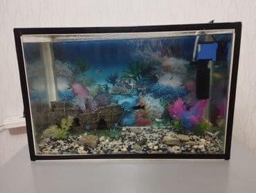 - Şüşə akvaryum – düzbucaqlı forma, qara çərçivə. Təxmini ölçü: orta