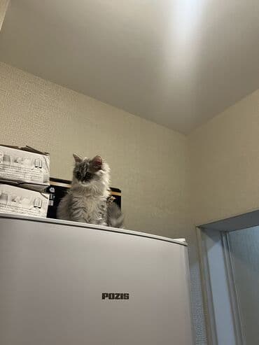 pişik balası verirem: Britan, Erkək, Yaxşı əllərə, Pulsuz çatdırılma — 4