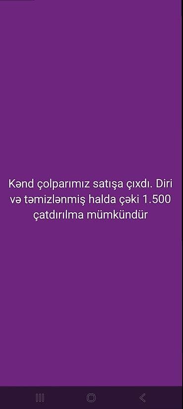 Собаки: Курица, Для мяса — 4