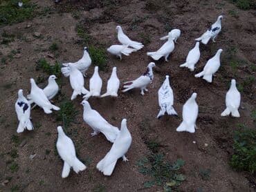 qu quşu: Enniquyruğlar satılır. Hazır Cütlərdə var təklərdə biri 20 manat sec — 4