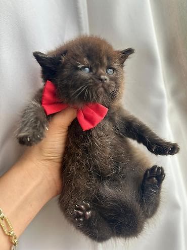 pişiklər: 150 ile 800 arasi cins saf qan saqlam pisiklerimiz var sekilde olmayan — 10