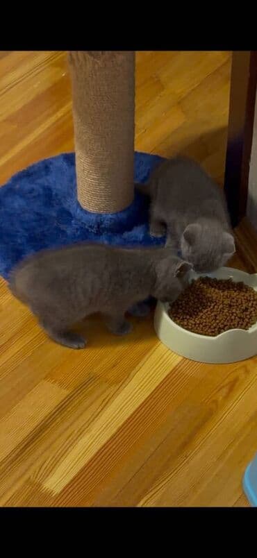 pişik satışı ucuz: Britan, Yaxşı əllərə — 1