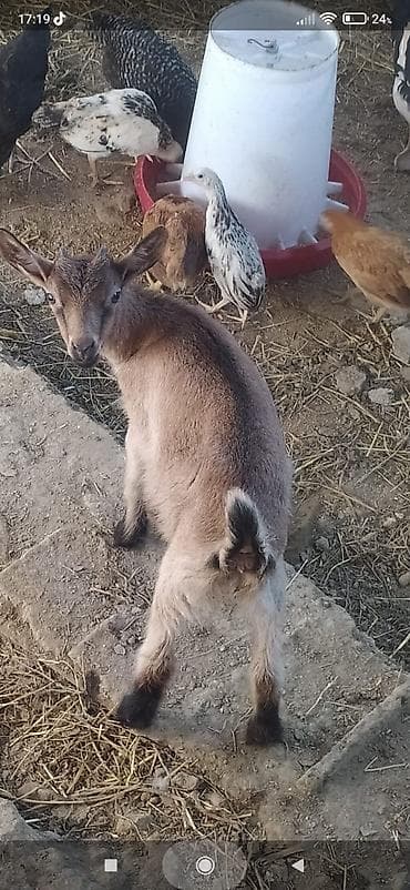 labrador retriever satilir: Salam alpin oberhas dişi çəpiş satılır bir ay 15 günlükdur ot yeyir — 2