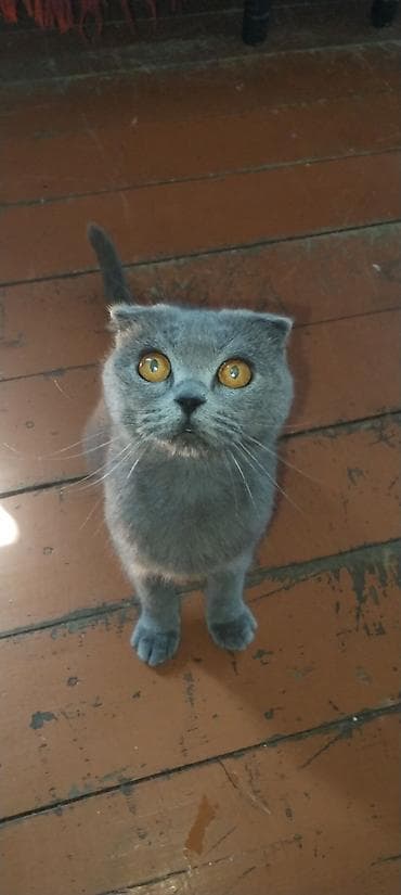 Şotland yastı qulaq, Dişi, Ünvandan götürmə