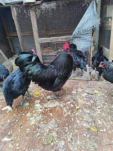 toyuq evi: SALAM.Avstorolop cuceleri satılır 3 ayligdilar .0558095657whatsappi — 4