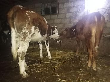 Quzu: 2 baş düge damzdığa bordağa yaraldi istiyen olsa teki tekde satlir — 2