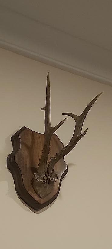Ev üçün dekor: Divar üçün tebii, dekorativ Cūyūr buynuzu kompozisiyası - Təbii — 3