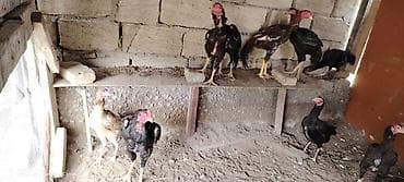 dovsan satilir: Beçılər 80 manata fərələr 40 manata satılır — 4