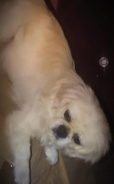 heyvanlar satışı: Pekines, 7 ay, Dişi — 1