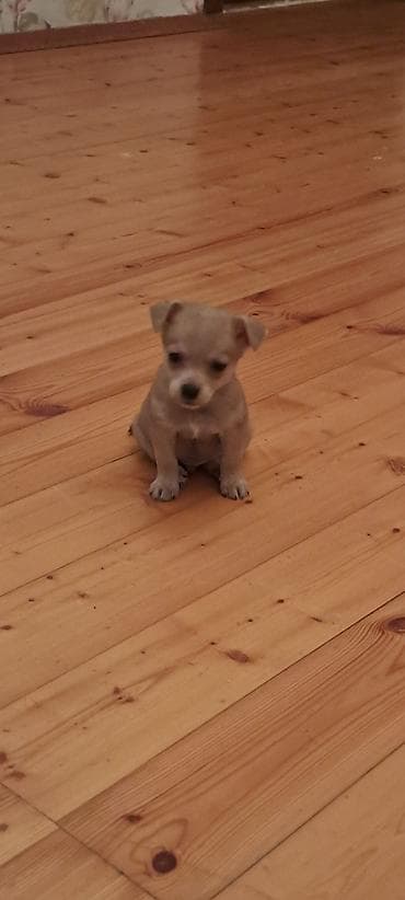 Птицы: Чихуахуа, 2 месяца, Самец — 2