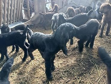 Gəmiricilər: Təmiz hələb çəpişləri. südəmər . erkəkdə var dişidə. heyvanlar — 2