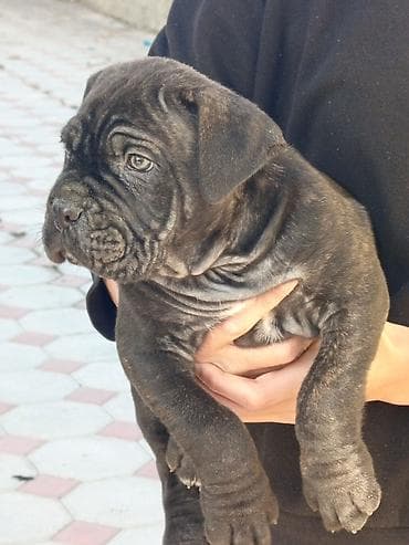 ov itləri: Kane-Korso, 1 ay, Erkek, Sənədli, Ünvandan götürmə, Pulsuz çatdırılma, Rayonlara çatdırılma — 1