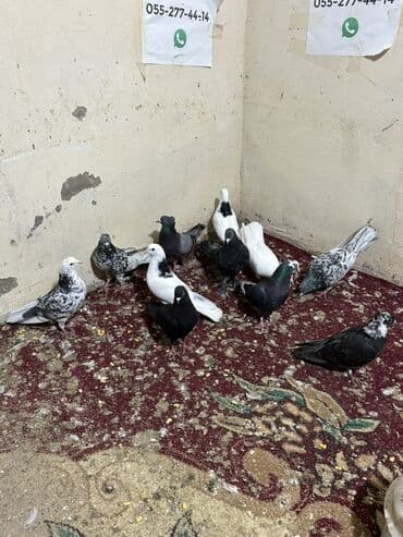 sebzi quşu: Hamisini goturen olsa 5 manatdan tek tek biri 10 manat — 4